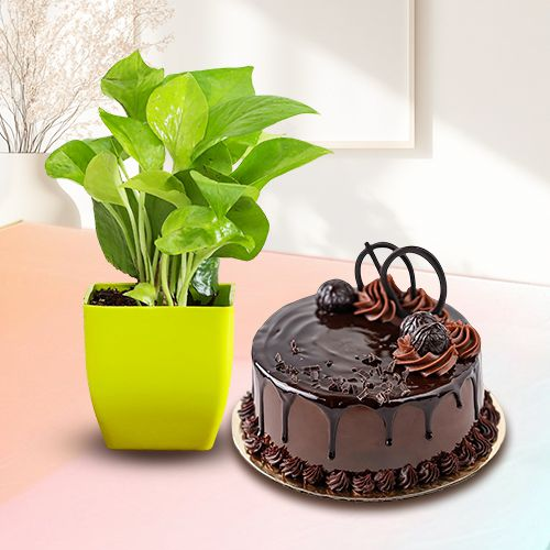 Buy Money Plant in Plastic Pot with Chocolate Truffle Cake