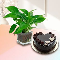 Deliver Money Plant in Glass Pot with Chocolate Cake