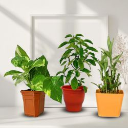Order Good Luck Plants in Plastic Pots
