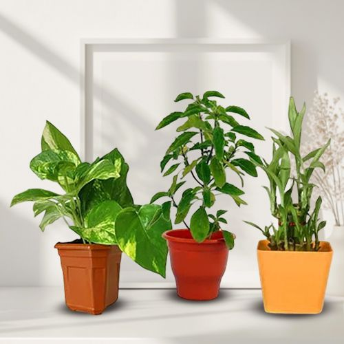 Order Good Luck Plants in Plastic Pots