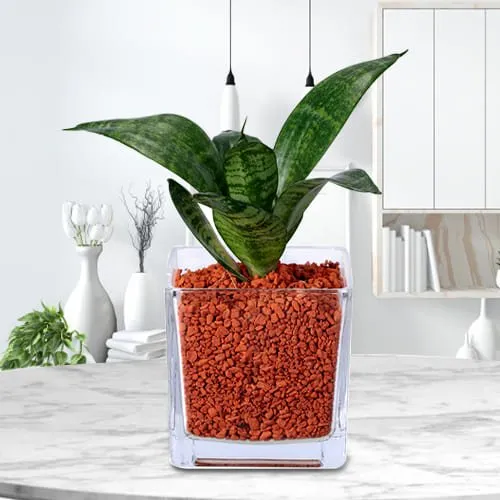 Shop for Dracaena Compacta Plant in Glass Pot