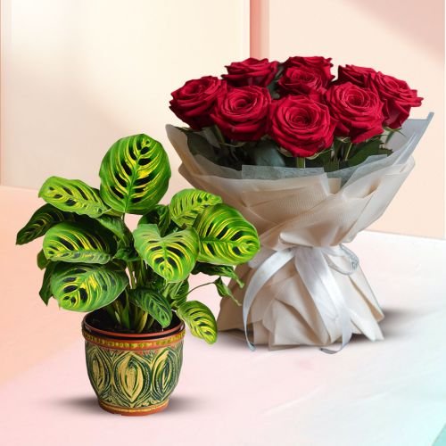 Evergreen Combo of Maranta Live Plant with Rose Bouquet
