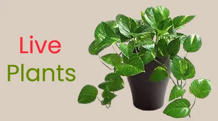 Send Live Plants to Chennai at Cheap Price
