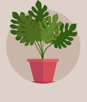 Plants to Chennai