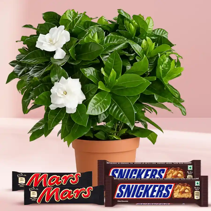 Good Luck Jasmine Flowering Plant in a pot with Mars and Snickers chocolates, perfect gift for special occasions.