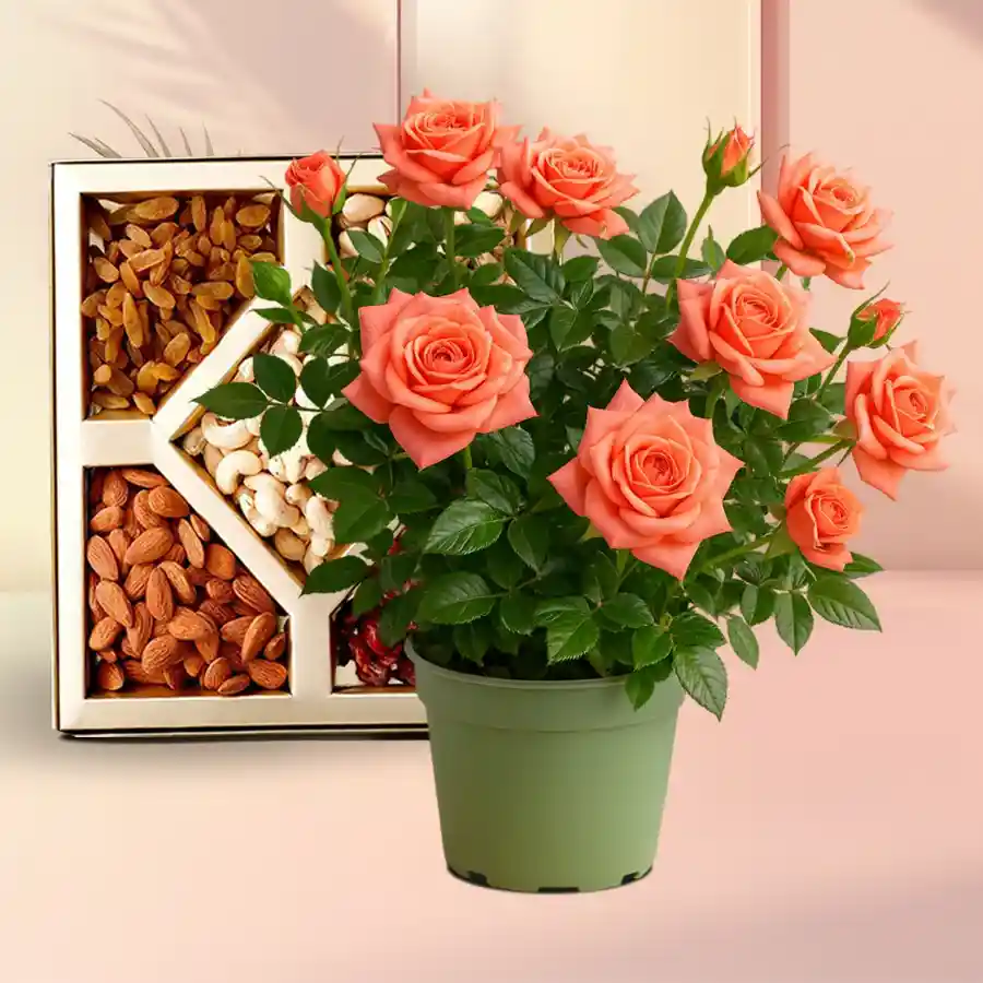 Heartfelt gift combo with a rose plant and assorted dry fruits in a green tub.