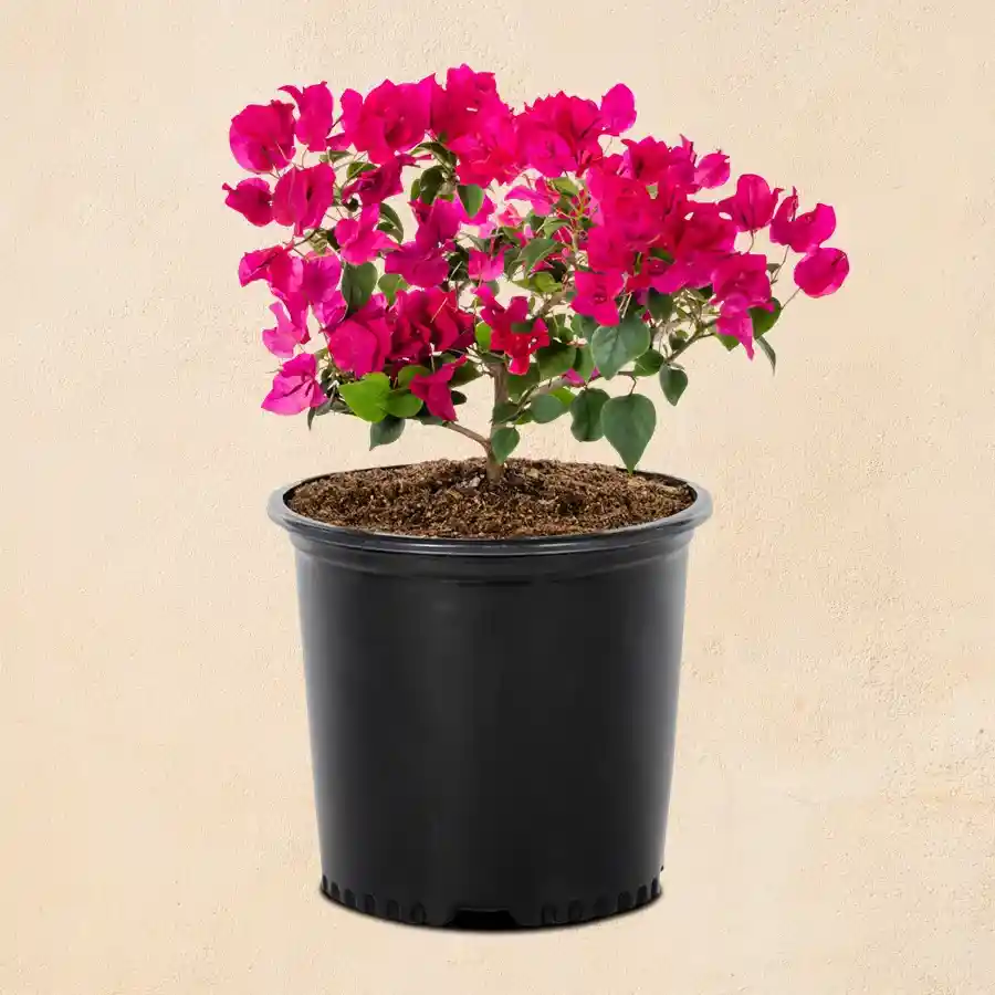 Beautiful potted Bougainvillea plant in a black tub, ideal for outdoor celebrations.