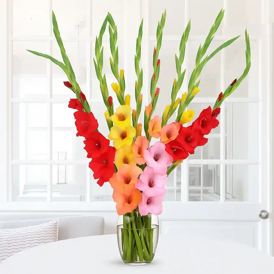 Vibrant mixed color gladiolus in a glass vase, perfect for gifting.