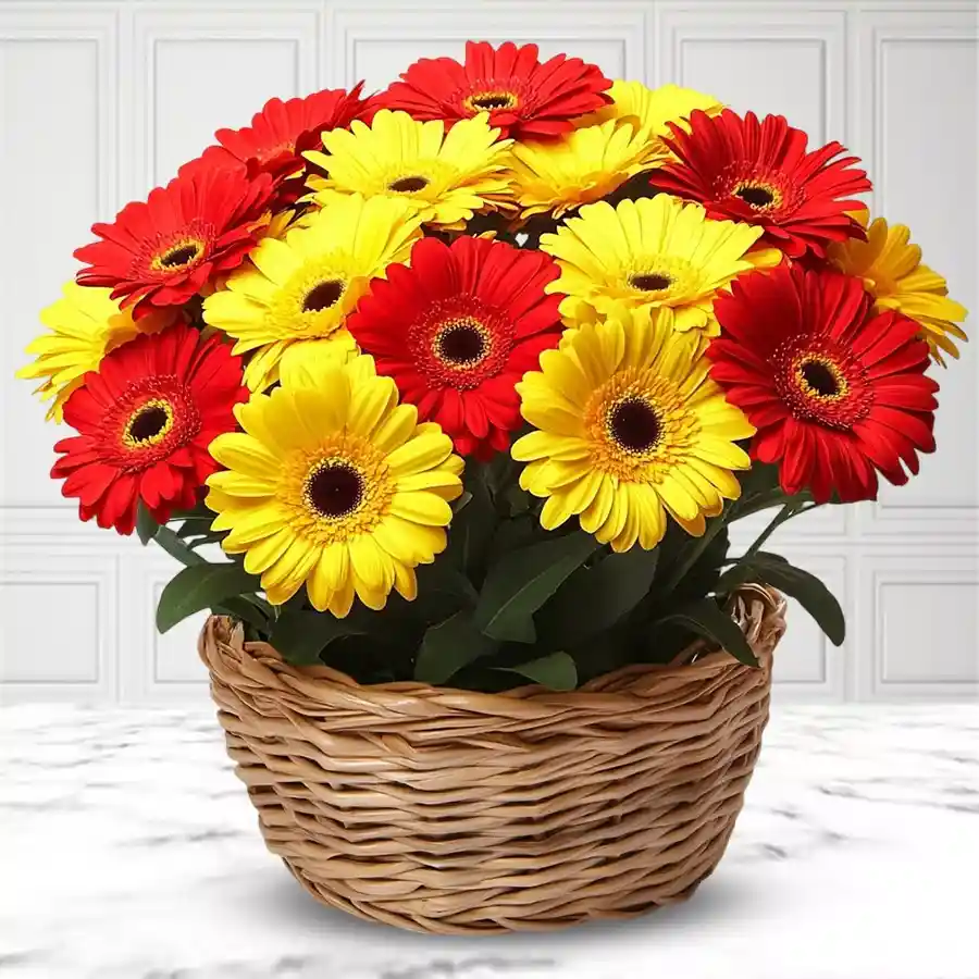 A vibrant arrangement of red and yellow Gerberas, radiating warmth and joy.