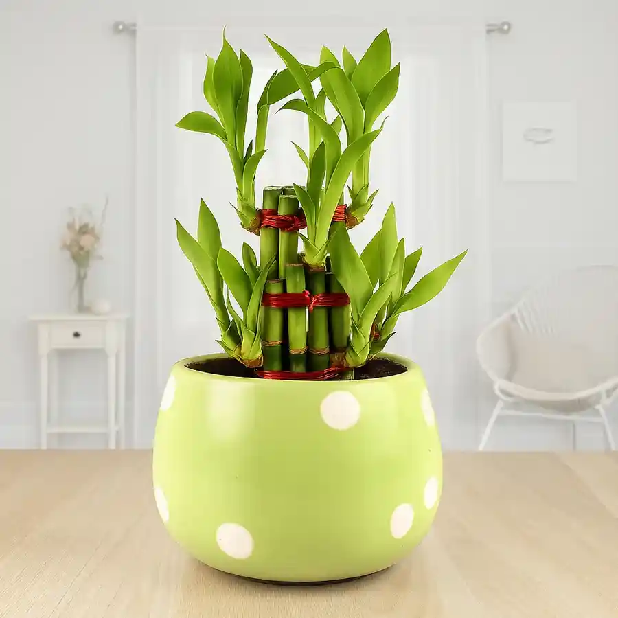 Dignified Two Layered Bamboo Plant presented in a stylish ceramic pot.