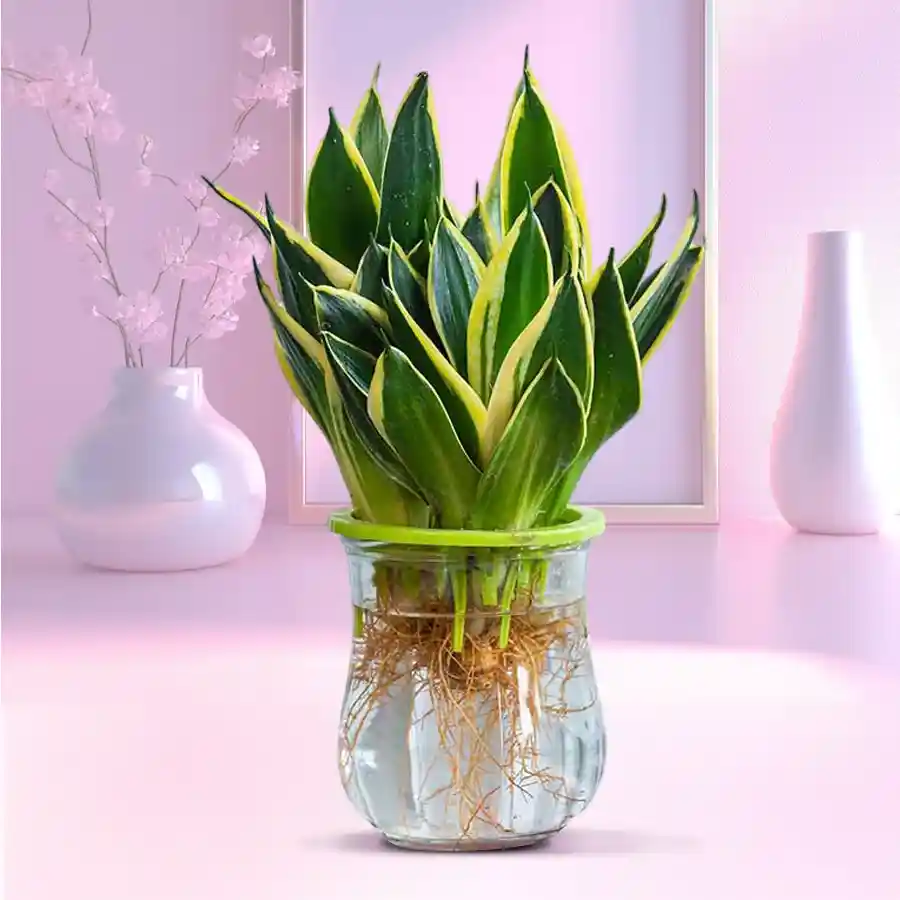 Cheerful Snake Plant in a clear glass pot, perfect for gifting.