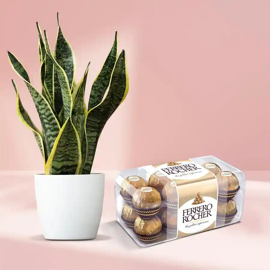 Serene snake plant in a plastic pot accompanied by a box of Rocher chocolates.