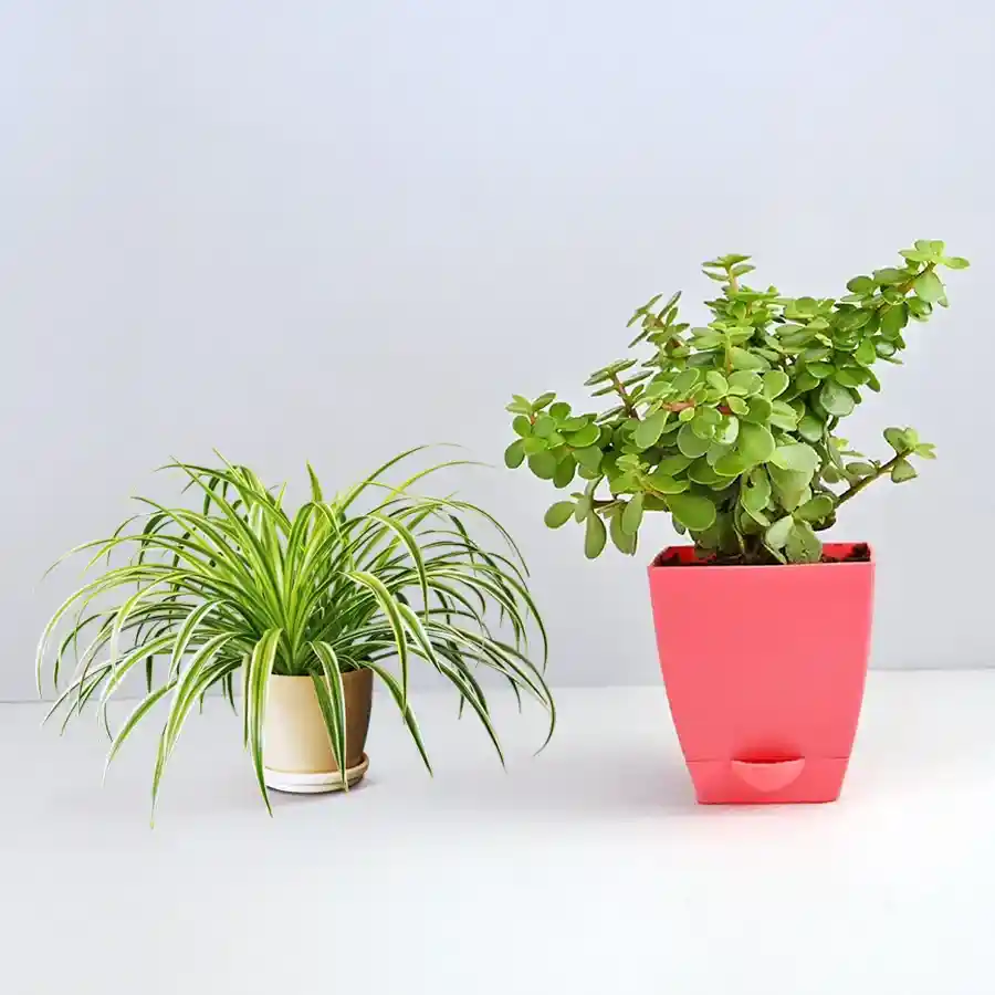Vibrant Spider Plant and Jade Plant in stylish plastic pots, symbolizing resilience and good fortune.
