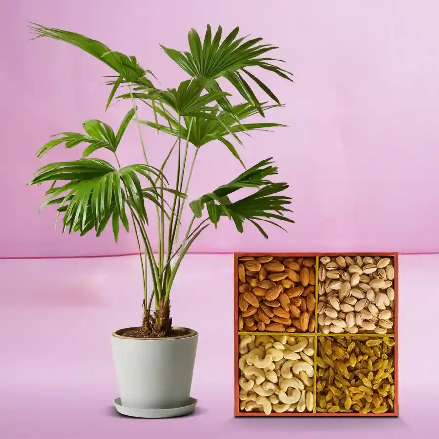 Lush China Palm in a pot accompanied by assorted dry fruits.