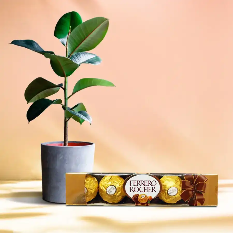 Exclusive Rubber Plant in plastic pot with Ferrero Rocher chocolates.