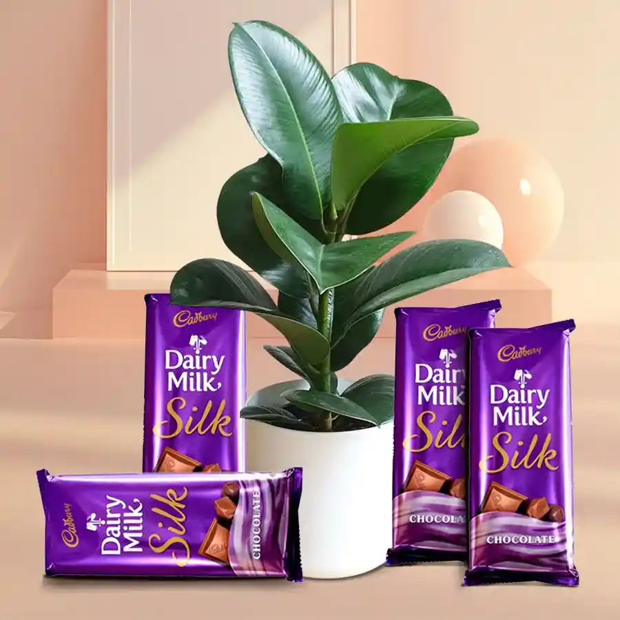 Decorative Indoor Rubber Plant in designer pot with Cadbury Dairy Milk Silk Chocolates.