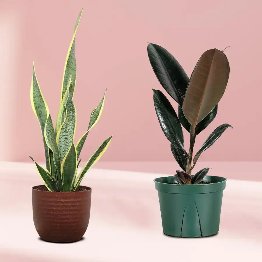 Lively Duo of Black Rubber Plant and Snake Plant in a plastic tub.