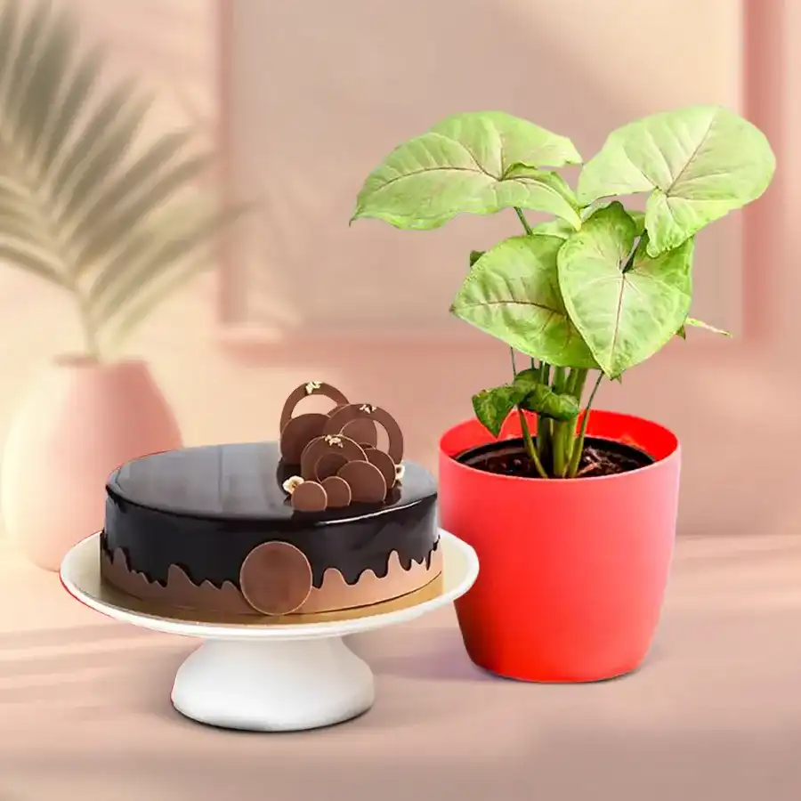 Good Luck Indoor Plant with Chocolate Cake gift set.