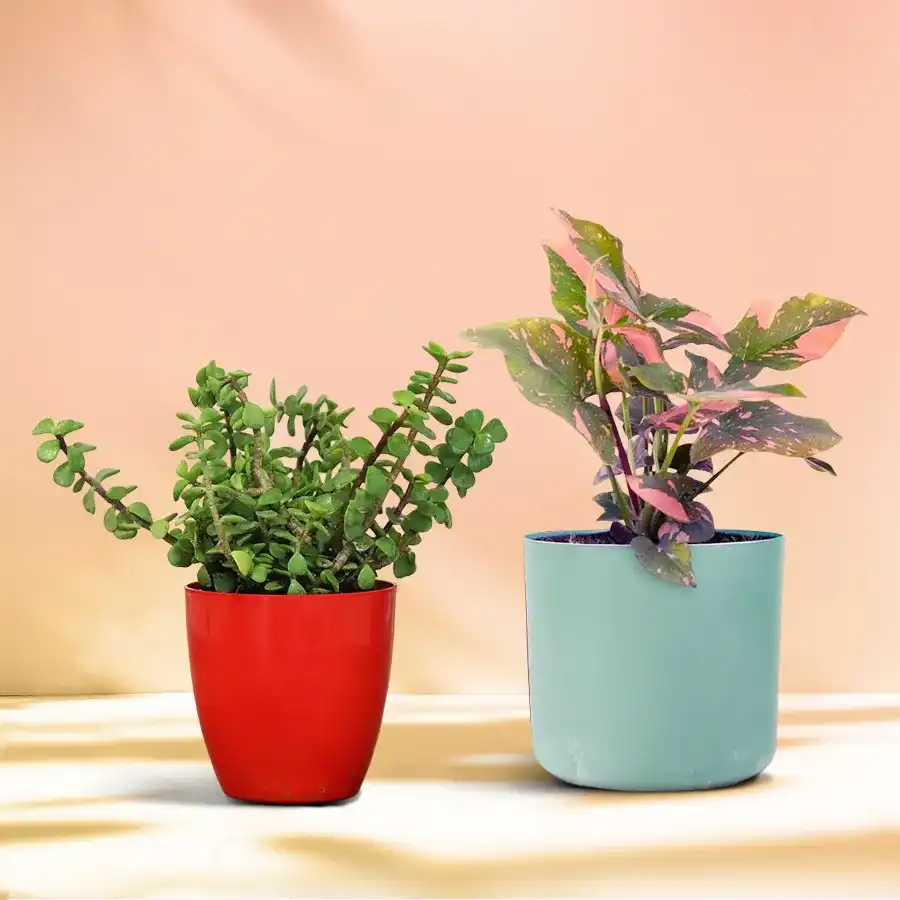 Jade and Syngonium indoor plants in a stylish pot, perfect gift for greenery lovers.