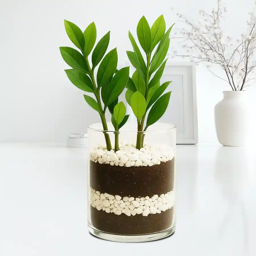 Joyful Zamia live plant in an 8 inch glass pot, perfect for indoor decor and air purification.