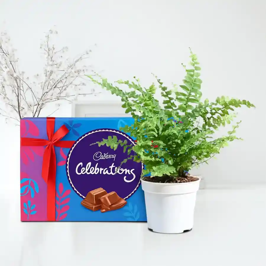 Festive Combo of Air Purifying Bostern Fern and Chocolates
