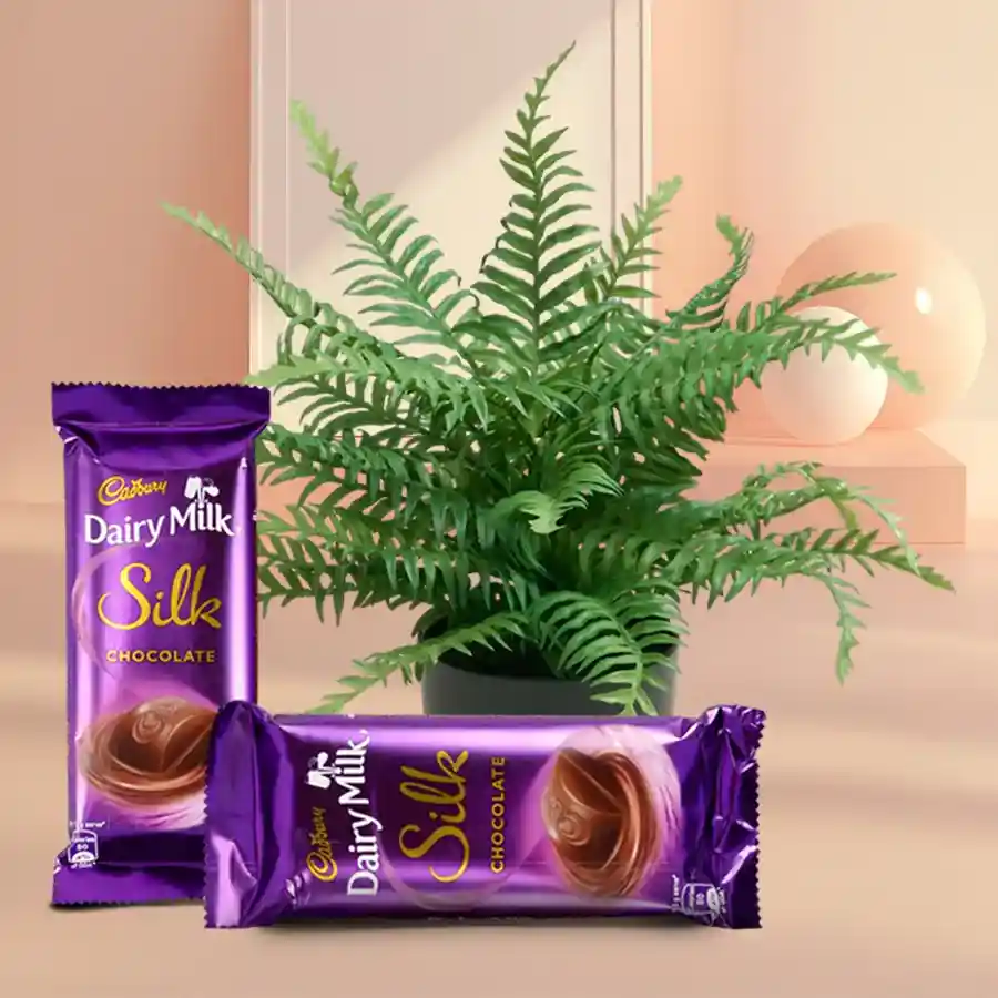 Indoor Bostern Fern gift with Cadbury Dairy Milk Silk chocolates.