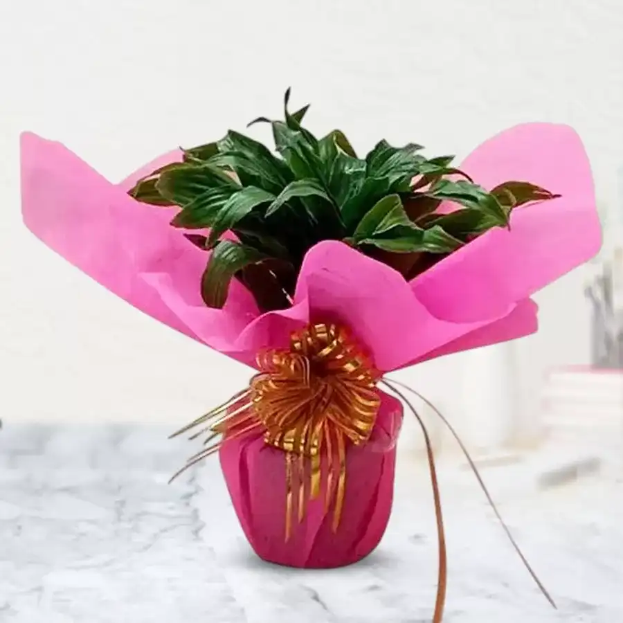 Good Luck 2 Tire Bamboo Plant elegantly wrapped in tissue, symbolizing fortune and positivity.