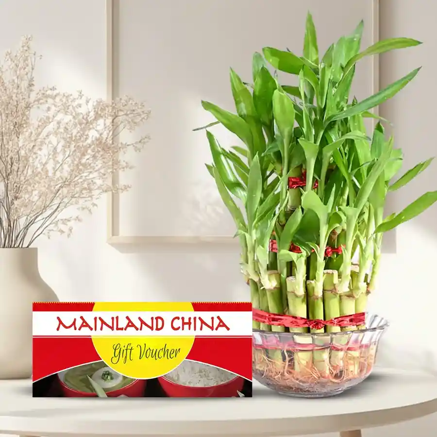 Lucky Bamboo Tree in a glass bowl with a Dinner E-Voucher for Father's Day.
