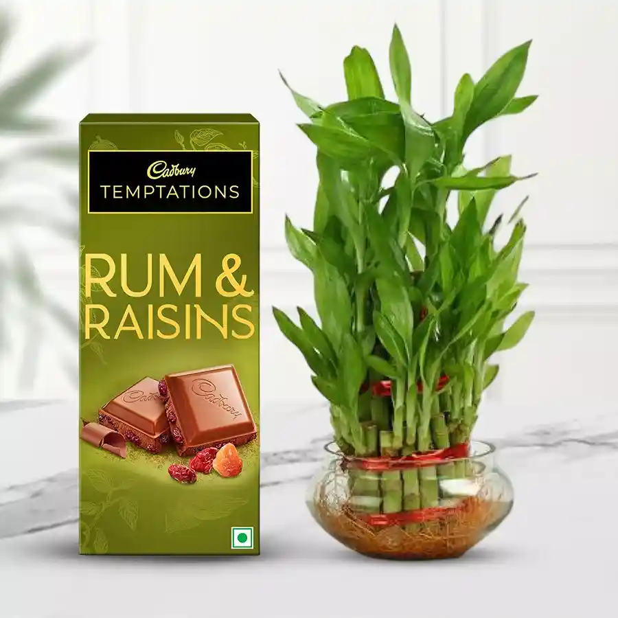 Gift set featuring a vibrant 2-tier Lucky Bamboo Plant and a bar of Cadbury Temptation Rum & Raisin chocolate on a decorative background.