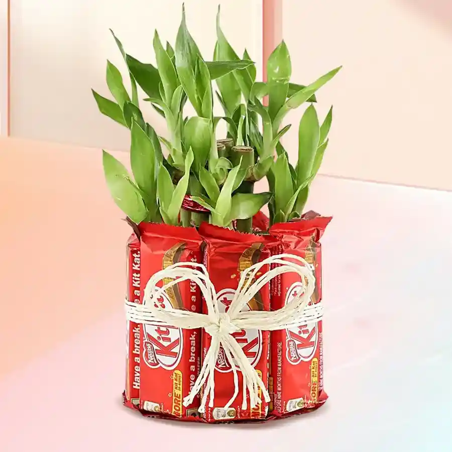 Exclusive Lucky Bamboo Plant adorned with a two-tier arrangement of twelve KitKat bars